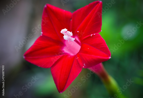 Beautiful Red Cypress Vine Flower or Ipomoea quamoclit Flower