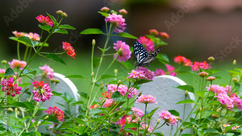 Close up of glassy tiger butterfly on Lantana camara flower