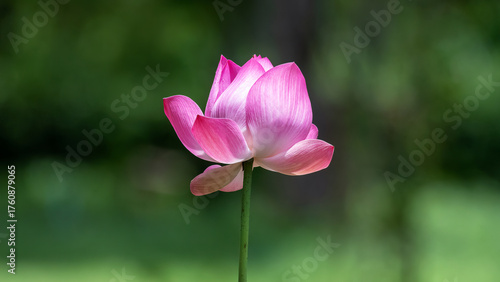 Pink Sacred Lotus Flower Blooming
