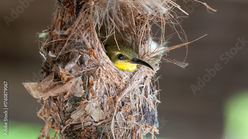 Female Olive-backed Sunbird (Cinnyris jugularis) action with feather in her mount in real nature