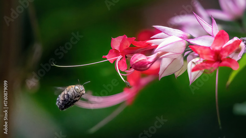 Golden bumblebee on Pink bleeding heart vine flower from the climbing bush