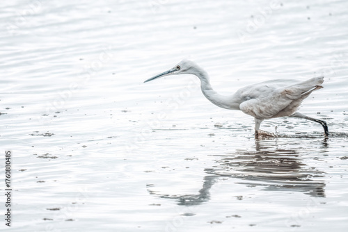 White Egret on the estuary 