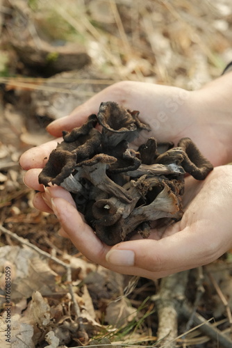 Foraged Horn of Plenty mushrooms