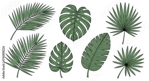 A collection of diverse tropical palm and monstera leaves.