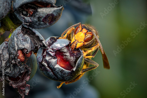 Extreme macro close-up of an invasive Asian hornet (Vespa velutina) actively feeding on a damaged, overripe grape on the vine in Baden-Württemberg, Germany. Illustrates the threat to local ecosystems.