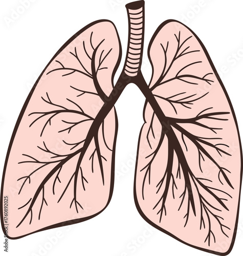  illustration of human lungs
