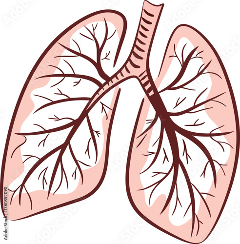  illustration of human lungs