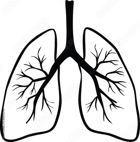  illustration of human lungs