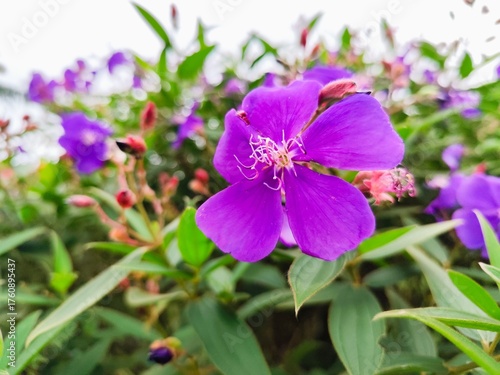 beautiful tibouchina urvilleana blossom in sunlight