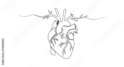 Human heart symbolizing World Heart Day, cardiology, and circulatory health. Line art vector illustration, isolated on a transparent background