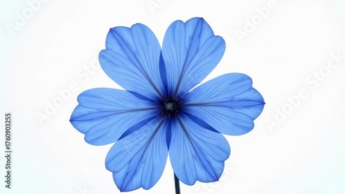 Download beautiful blue flower image for free nature and floral designs