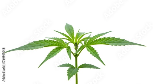 Young Green Cannabis Plant Sprout with Serrated Leaves on White Background