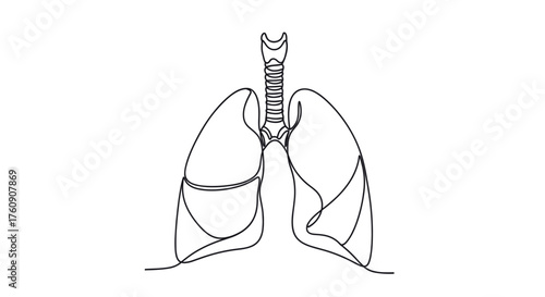 Human lungs symbolizing respiration, pulmonary health, and World Lung Day awareness. Line art vector illustration, isolated on a transparent background