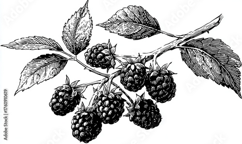 Hand-drawn black and white engraving of a blackberry plant, featuring detailed leaves and berries. Ideal for logos, stickers, or printed materials, showcasing nature's beauty in a minimalist style.