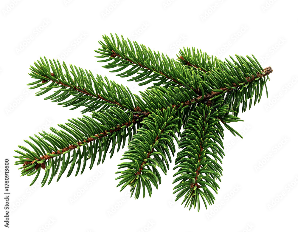 Obraz premium Evergreen Fir Branch – Realistic Needle Detail – Isolated PNG on Transparent Background