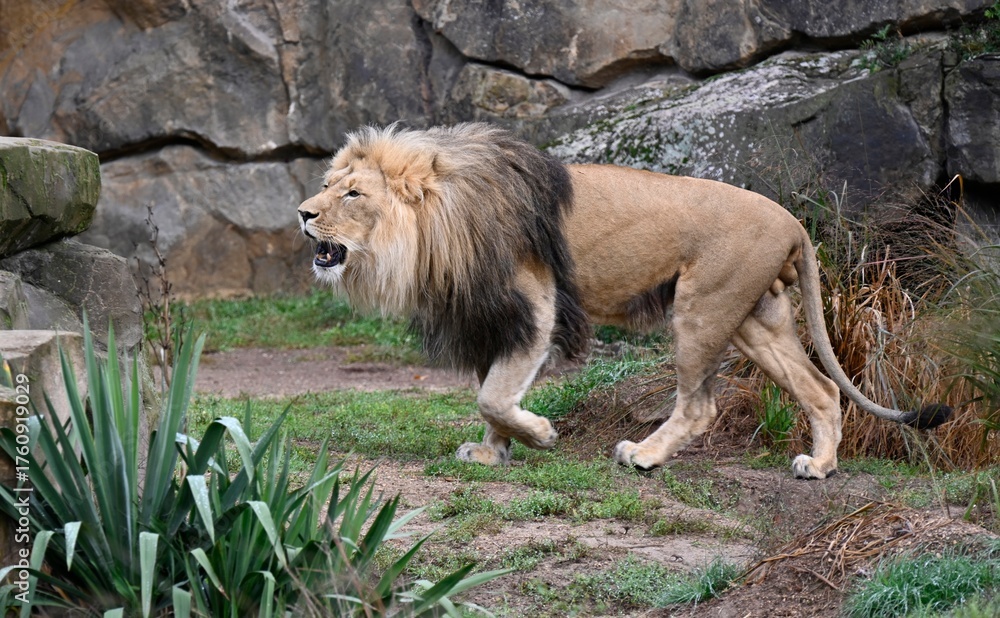 Obraz premium Lion in the forest