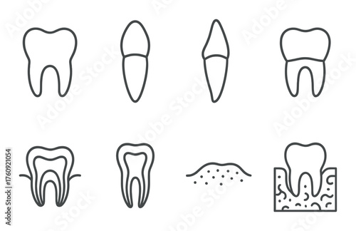 Dental anatomy: illustrations of tooth structures and cross-sections