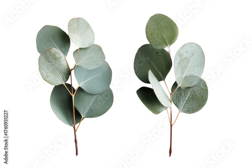 Two sprigs of eucalyptus leaves against a black background.  The leaves are a soft, greyish-green, and appear roundish in shape, with delicate stems.  