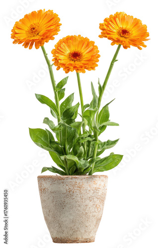 Wallpaper Mural Three vibrant orange flowers in a light beige pot Torontodigital.ca