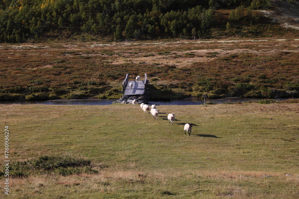 Fototapeta premium Sheep crossing a bridge in Rondane National Park Norway