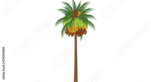 A tall palm tree with green and brown fronds reaching towards the sky on a white background.
