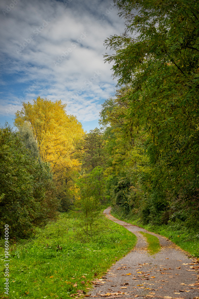 Fototapeta premium Winding path through vibrant autumn forest.