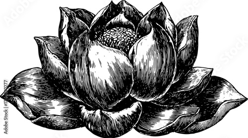 Lotus flower vector illustration in black and white outline. Detailed vintage engraving floral design suitable for prints or decorative set.