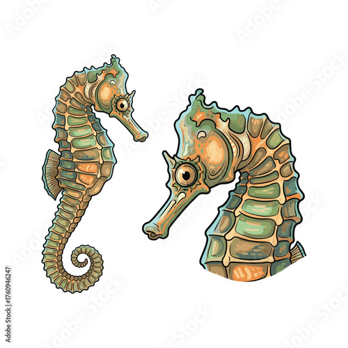 Seahorse Fullbody and Close-Up Illustration
