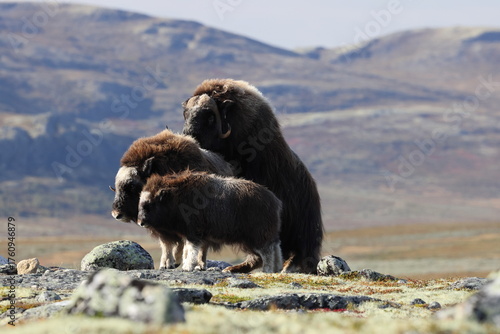 Musk ox in autumn Dovrefjell National Park Norway