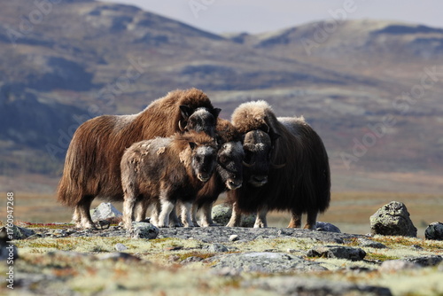 Musk ox in autumn Dovrefjell National Park Norway