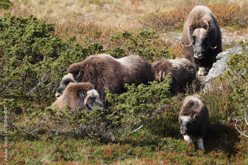 Musk ox in autumn Dovrefjell National Park Norway