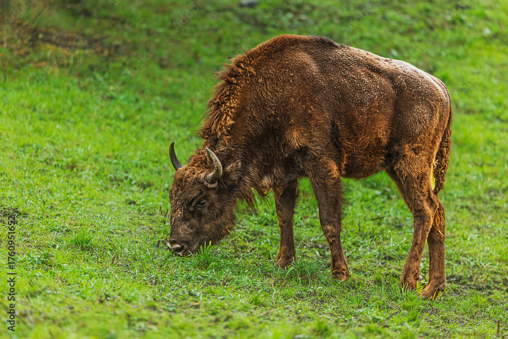 Fototapeta premium European bison Bison bonasus grazing peacefully on a wet green meadow