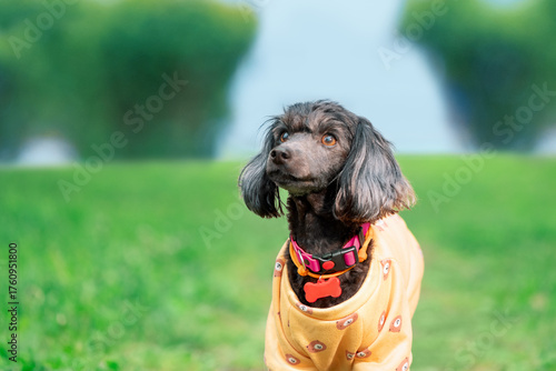 Dog with long floppy ears in orange sweatshirt and pink collar with a bone tag is standing in park, close-up portrait