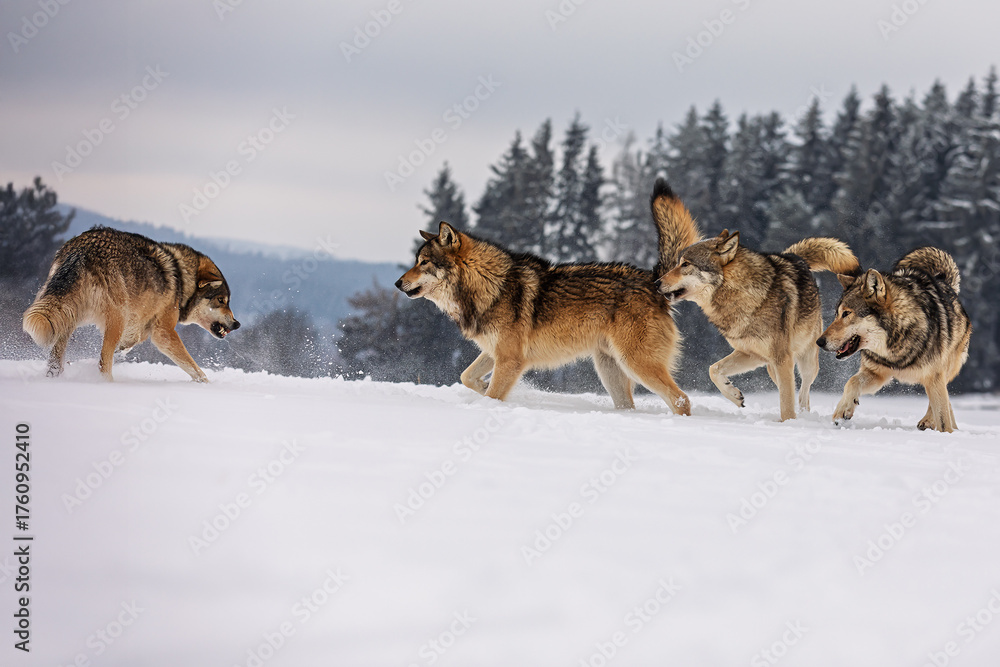 Naklejka premium Grey wolves Canis lupus interacting playfully in snowy winter landscape