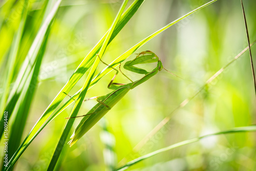 Praying Mantis Hidden in Green Grass on a Sunny Day