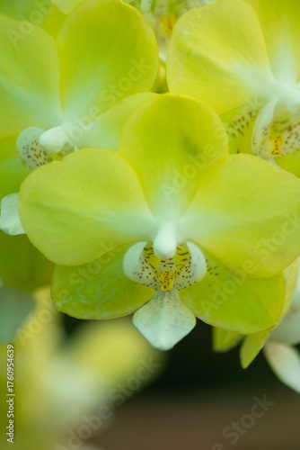  Phalaenopsis orchid, also commonly known as a moth orchid or moon orchid. These orchids are popular ornamental plants known for their elegant, long-lasting blooms. 