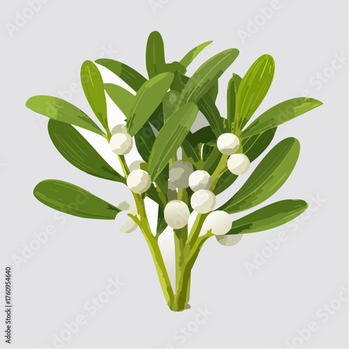 Mistelzweig mit weißen Beeren