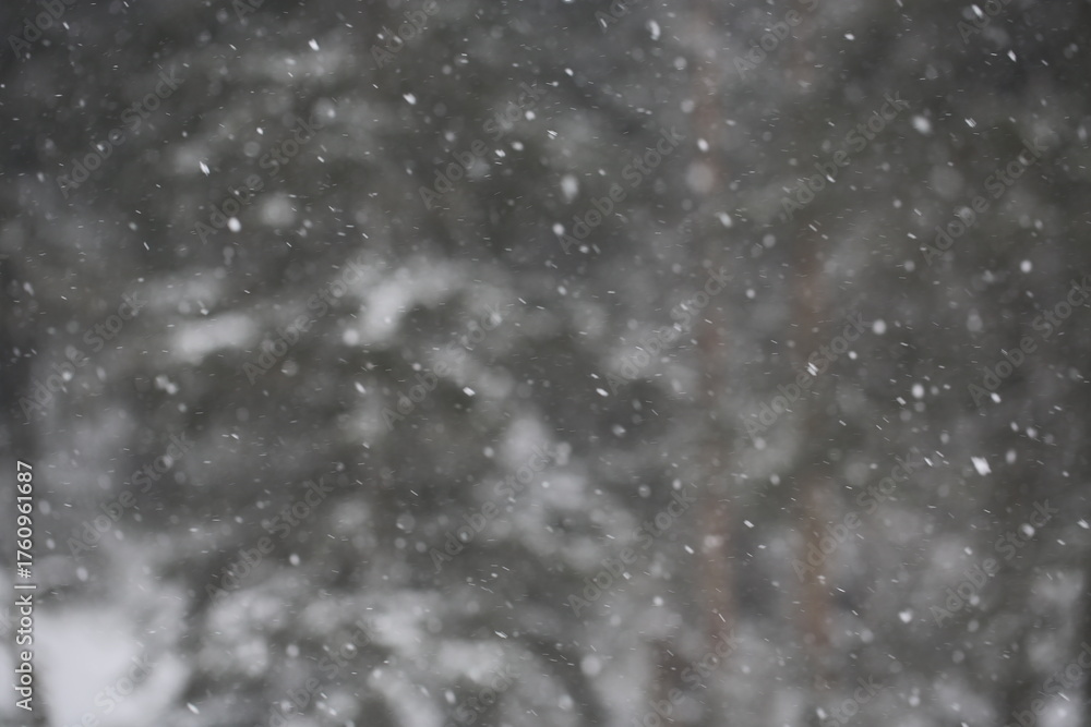 Obraz premium snowfall in the winter forest