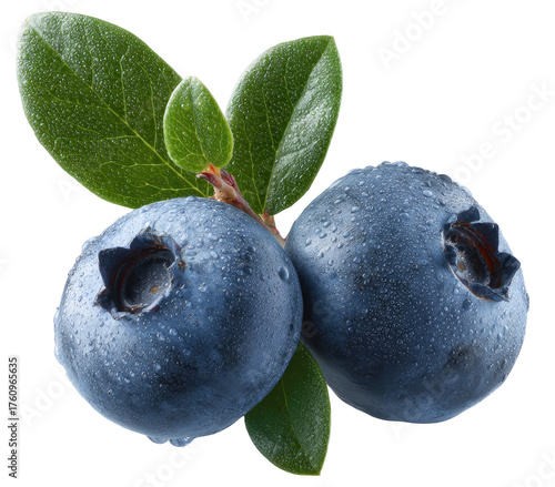 Two fresh blueberries on a stem with leaves, glistening with water droplets