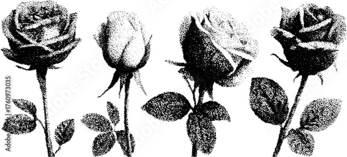 Roses in black silhouette style. Hand-drawn details in vintage vector illustration showcase floral design as a set.