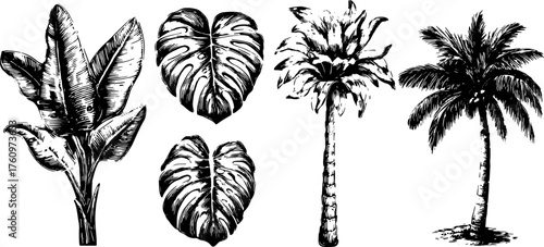 Botanical illustration of various plants with detailed leaves including palm and monstera designs. Vintage vector set.