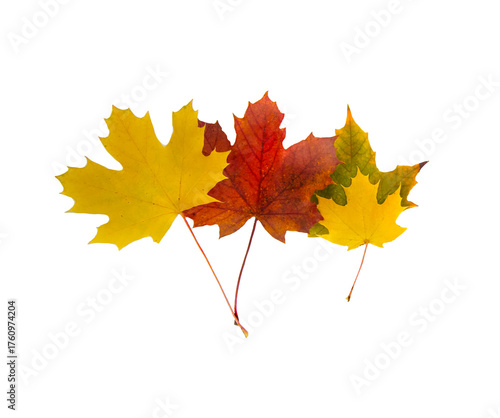group of colorful  maple leaves with their stem isolated on transparent backg...