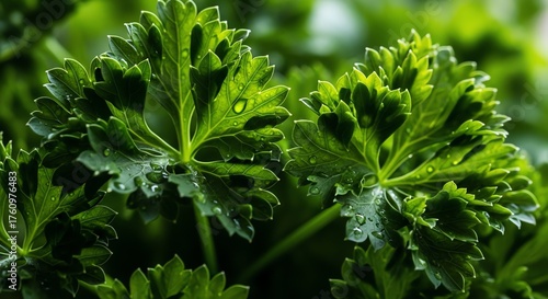 Close Up Green Herb Leaves with Water Droplets in Natural Light for Freshness and Organic Food Marketing