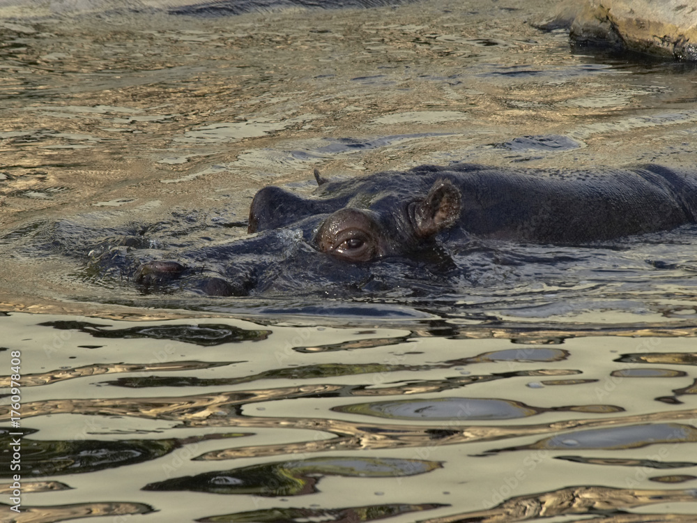 Fototapeta premium hippo