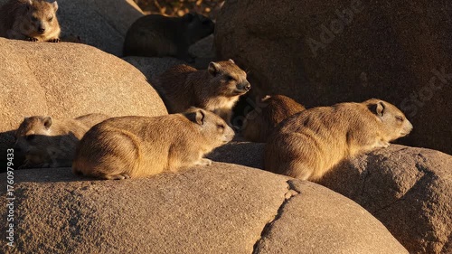 A group of African Dassies resting on rocks in the sunlight