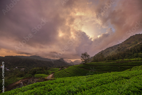Munnar, Kerala diaries - Picturesque hill station
