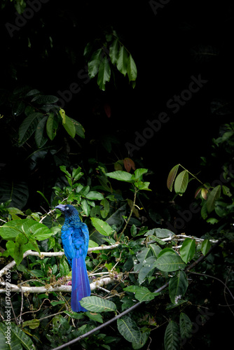 A blue bird in the rain forest of Peru