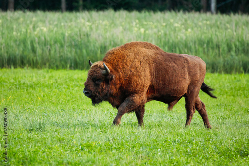 Canvas Print Żubr wielki byk dzikie zwierzę chronione żyje w Puszczy Białowieskiej