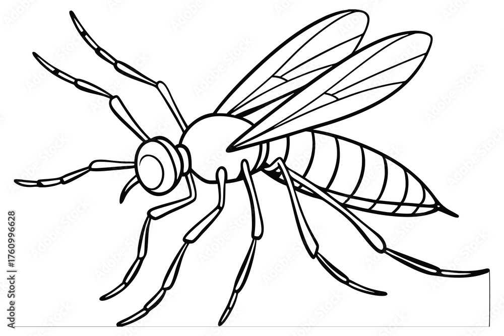 Obraz premium Mosquito Line Art Illustration – Detailed Insect Outline Drawing on White Background