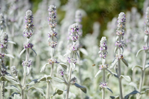 Closeup Stachys byzantina known as lamb's-ear with blurred background in summer garden